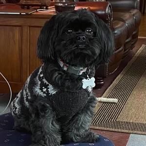 Meet your Posher, Diane